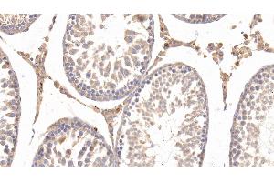 Immunohistochemistry (IHC) image for anti-Apolipoprotein E (APOE) (AA 19-168) antibody (ABIN7427423)