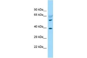 WB Suggested Anti-LPAR6 Antibody Titration: 1. (LPAR6 抗体  (C-Term))