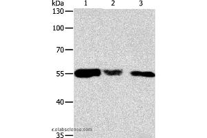 Western blot analysis of Hela, 293T and NIH/3T3 cell, using CALR Polyclonal Antibody at dilution of 1:500 (Calreticulin 抗体)