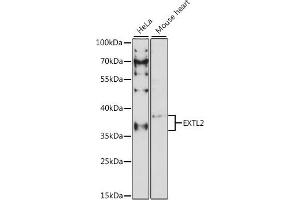 Western blot analysis of extracts of various cell lines, using EXTL2 antibody (ABIN7267066) at 1:1000 dilution. (EXTL2 抗体  (AA 41-330))