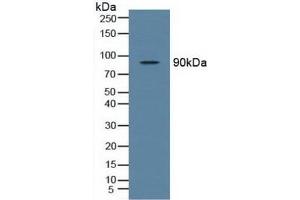 Western blot analysis of Rat Testis Tissue. (TBK1 抗体  (AA 9-310))