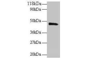 Western blot All lanes: PICK1 antibody at 2 μg/mL + Mouse brain tissue Secondary Goat polyclonal to rabbit IgG at 1/10000 dilution Predicted band size: 47, 40 kDa Observed band size: 47 kDa (PICK1 抗体  (AA 1-200))