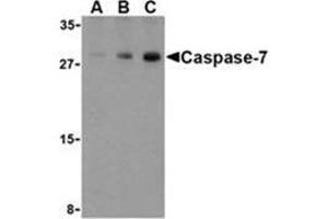 Western blot analysis of Caspase-7 in human skeletal muscle cell lysate with Caspase-7 antibody at (A) 0. (Caspase 7 抗体  (C-Term))