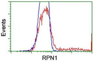 Image no. 6 for anti-Ribophorin 1 (RPN1) antibody (ABIN1500748)
