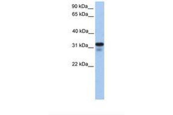 Heparan Sulfate (Glucosamine) 3-O-Sulfotransferase 6 (HS3ST6) (AA 218-267) 抗体