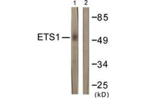 Western Blotting (WB) image for anti-V-Ets erythroblastosis Virus E26 Oncogene Homolog 1 (Avian) (ETS1) (AA 11-60) antibody (ABIN2888658) (ETS1 抗体  (AA 11-60))