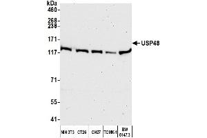 Western Blotting (WB) image for anti-Ubiquitin Specific Peptidase 48 (USP48) (AA 985-1035) antibody (ABIN7450886) (USP48 抗体  (AA 985-1035))