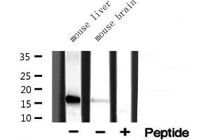 Western blot analysis of extracts of various tissue ,using RPL35 antibody (RPL35 抗体  (C-Term))