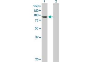 Western Blot analysis of AGBL5 expression in transfected 293T cell line by AGBL5 MaxPab polyclonal antibody. (AGBL5 抗体  (AA 1-724))
