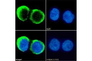 Immunofluorescence staining of fixed Daudi cells with anti-CD37 antibody G28-1. (Recombinant CD37 抗体)