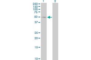 Western Blot analysis of SELL expression in transfected 293T cell line by SELL MaxPab polyclonal antibody. (L-Selectin 抗体  (AA 1-372))