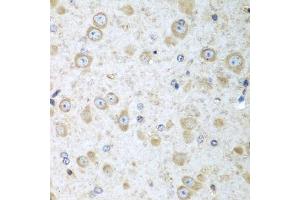 Immunohistochemistry of paraffin-embedded mouse brain using TRH antibody (ABIN5974664) at dilution of 1/100 (40x lens). (TRH 抗体)