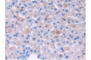 IHC-P analysis of Mouse Liver Tissue, with DAB staining. (Growth Hormone Receptor 抗体  (AA 36-266))