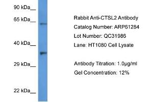 Western Blotting (WB) image for anti-Cathepsin L2 (CTSL2) (C-Term) antibody (ABIN2788750) (Cathepsin L2 抗体  (C-Term))