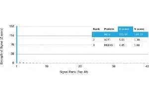 Analysis of Protein Array containing >19,000 full-length human proteins using MICA Mouse Recombinant Monoclonal Antibody (MICA/4442). (MICA 抗体  (AA 1-200))