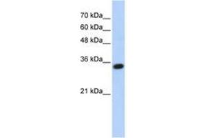 Image no. 1 for anti-Complement C1q Tumor Necrosis Factor-Related Protein 4 (C1QTNF4) (AA 107-156) antibody (ABIN6743640) (C1QTNF4 抗体  (AA 107-156))