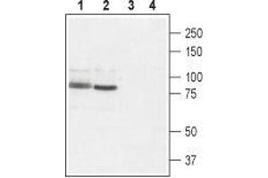 Western blot analysis of rat brain (lanes 1 and 3) and rat RBL basophilic leukemia cell lysate (lanes 2 and 4): - 1,2.