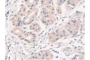 Immunohistochemistry (IHC) image for anti-Syntaxin 1A (Brain) (STX1A) (AA 1-255) antibody (ABIN7440974)