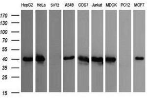 Image no. 1 for anti-Cell Division Cycle 123 Homolog (CDC123) antibody (ABIN1497388) (CDC123 抗体)