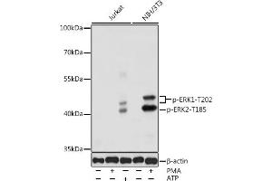 Western blot analysis of extracts of various cell lines, using Phospho-ERK1-T202 antibody (ABIN3019886, ABIN3019887, ABIN3019888 and ABIN1681793) at 1:1000 dilution. (ERK1 抗体  (pThr185))