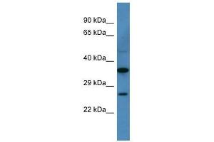 Cacng1 antibody used at 0. (CACNG1 抗体  (N-Term))