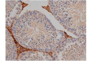 ABIN6267356 at 1/200 staining Mouse testis tissue sections by IHC-P. (MAPT 抗体  (pSer404))