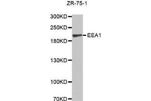 Western Blotting (WB) image for anti-Early Endosome Antigen 1 (EEA1) (AA 1182-1411) antibody (ABIN6213897) (EEA1 抗体  (AA 1182-1411))