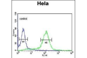 STIP1 Antibody (C-term) (ABIN389319 and ABIN2839437) flow cytometric analysis of Hela cells (right histogram) compared to a negative control cell (left histogram). (STIP1 抗体  (C-Term))