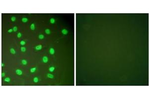 Immunofluorescence analysis of HepG2 cells, using MCM2 antibody (ABIN5976452). (MCM2 抗体  (N-Term))