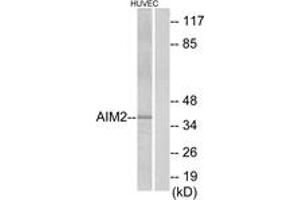 Western blot analysis of extracts from HuvEc cells, using AIM2 Antibody. (AIM2 抗体  (AA 51-100))