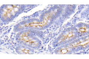 Detection of PIGR in Bovine Small intestine Tissue using Polyclonal Antibody to Polymeric Immunoglobulin Receptor (PIGR) (PIGR 抗体  (AA 353-457))