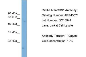 WB Suggested Anti-CDS1  Antibody Titration: 0. (CDS1 抗体  (N-Term))