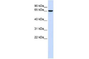 CKAP4 antibody used at 1 ug/ml to detect target protein. (CKAP4 抗体  (Middle Region))