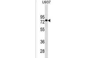 GOLGA8J Antibody (N-term) (ABIN1539327 and ABIN2850034) western blot analysis in  cell line lysates (35 μg/lane). (GOLGA8J 抗体  (N-Term))