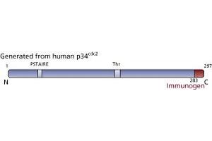 Image no. 4 for anti-Cyclin-Dependent Kinase 1 (CDK1) (AA 283-297) antibody (ABIN967705) (CDK1 抗体  (AA 283-297))