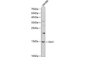 Western blot analysis of extracts of SW480 cells, using S antibody (ABIN3022330, ABIN3022331, ABIN3022332 and ABIN6218744) at 1:1000 dilution. (SAA1 抗体  (AA 19-122))
