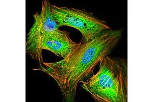 Immunofluorescence analysis of SK-N-SH cells using GRIK4 mouse mAb (green). (GRIK4 抗体  (AA 21-166))