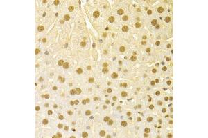 Immunohistochemistry of paraffin-embedded mouse liver using SFN Antibody. (14-3-3 sigma/SFN 抗体  (AA 1-248))