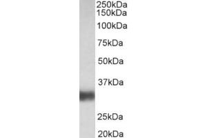 ABIN987275 (0. (Surfactant Protein A1 抗体  (AA 102-115))