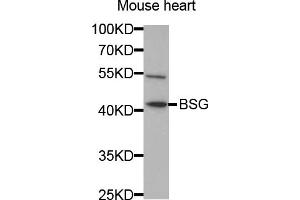 Western blot analysis of extracts of mouse heart, using BSG antibody (ABIN5970747) at 1/1000 dilution. (CD147 抗体)