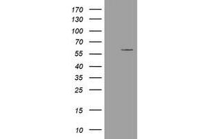 Image no. 1 for anti-Estrogen-Related Receptor gamma (ESRRG) (AA 24-263) antibody (ABIN1491250) (ESRRG 抗体  (AA 24-263))