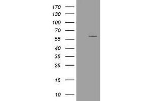 Image no. 1 for anti-Estrogen-Related Receptor gamma (ESRRG) (AA 24-263) antibody (ABIN1491250) (ESRRG 抗体  (AA 24-263))