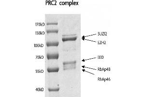 Recombinant PRC2 Complex gel. (PRC2 Complex (full length ) protein (DYKDDDDK Tag))