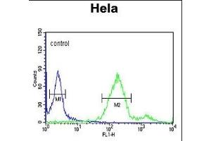 RAB8A Antibody (ABIN1881723 and ABIN2842586) flow cytometric analysis of Hela cells (right histogram) compared to a negative control cell (left histogram). (RAB8A 抗体)