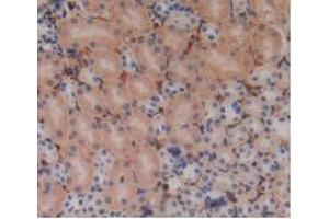 IHC-P analysis of Mouse Kidney Tissue, with DAB staining. (PZP 抗体  (AA 1224-1495))