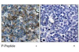Image no. 1 for anti-Vasodilator-Stimulated phosphoprotein (VASP) (pSer157) antibody (ABIN196951) (VASP 抗体  (pSer157))