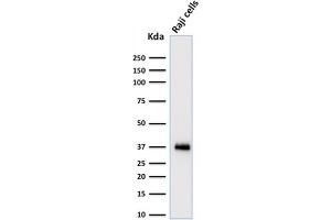 POU2AF1 Antikörper  (AA 148-255)