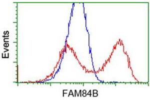 HEK293T cells transfected with either RC207996 overexpress plasmid (Red) or empty vector control plasmid (Blue) were immunostained by anti-FAM84B antibody (ABIN2453030), and then analyzed by flow cytometry. (FAM84B 抗体)