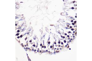 Immunohistochemistry of paraffin-embedded Rat testis using Histone H2AFV Rabbit pAb (ABIN7267555) at dilution of 1:100 (40x lens). (H2AFV 抗体  (AA 1-128))