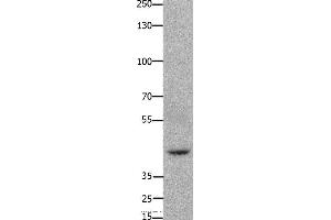 Western blot analysis of 293T cell, using FOXD3 Polyclonal Antibody at dilution of 1:650 (FOXD3 抗体)